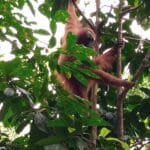 SUMATRA ADVENTURE TOUR 5D4N