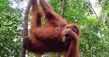 2D1N BUKIT LAWANG TOUR