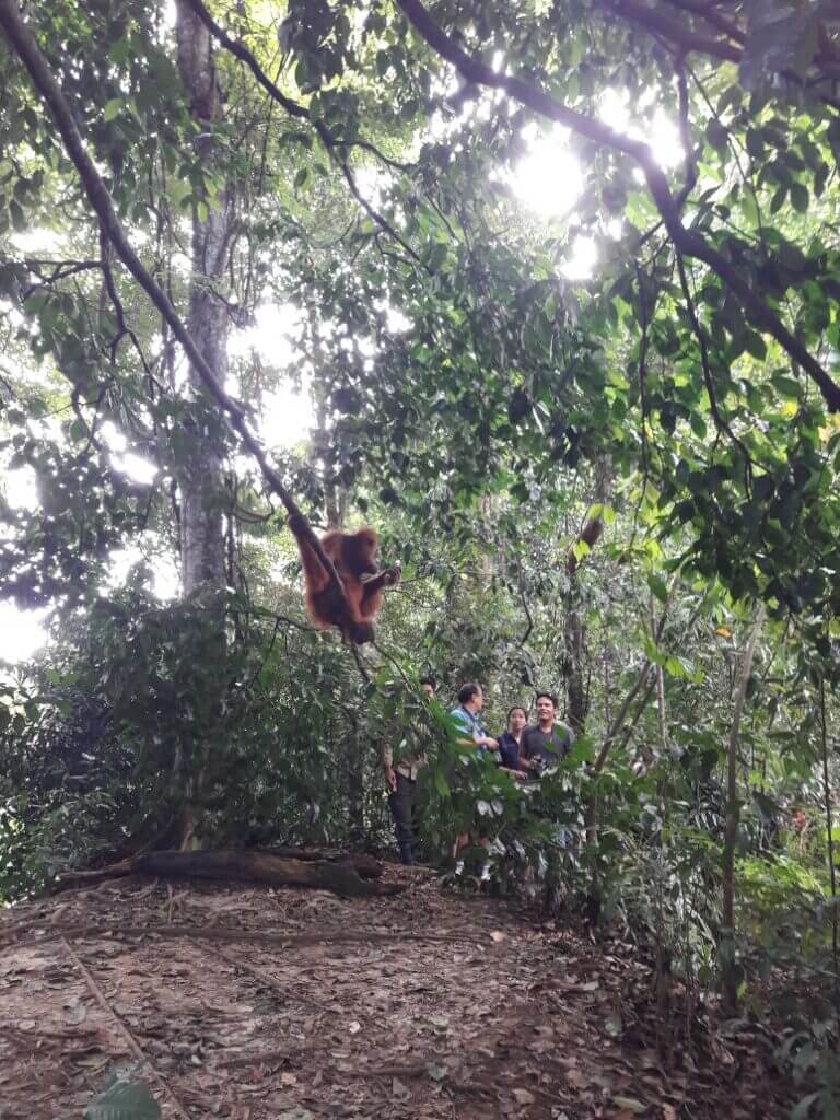 orangutan trekking