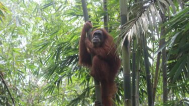 day trip bukit lawang orangutan tour