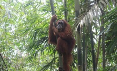 3 Days Bukit Lawang Tour