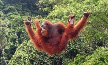 sumatra orangutan