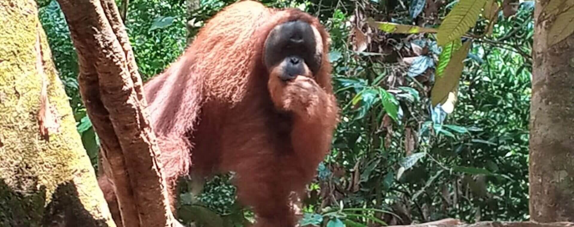 sumatra orangutan
