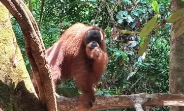 sumatra-orangutan-full day-tour.