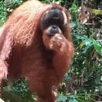 oraangutan full day tour