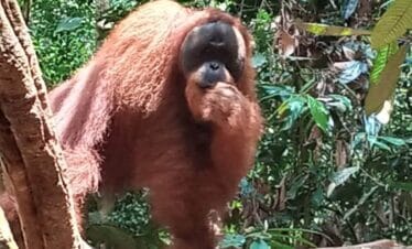 oraangutan full day tour