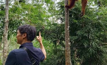 orangutan bukit lawang tour